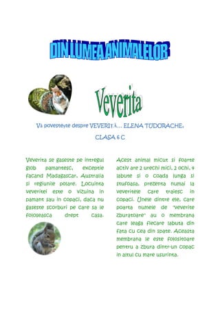 povesteşte        VEVERIłĂ…
       Vă poveste te despre VEVERI … ELENA TUDORACHE,

                                   CLASA 6 C



Veverita se gaseste pe intregul          Acest animal micut si foarte
glob     pamantesc,         exceptie     activ are 2 urechi mici, 2 ochi, 4
facand Madagascar, Australia             labute si o coada lunga si
si regiunile polare. Locuinta            stufoasa, prezenta numai la
veveritei    este    o   vizuina    in   veveritele   care    traiesc    in
pamant sau in copaci, daca nu            copaci. Unele dintre ele, care
gaseste scorburi pe care sa le           poarta   numele     de   "veverite
foloseasca          drept      casa.     zburatoare" au o membrana
                                         care leaga fiecare labuta din
                                         fata cu cea din spate. Aceasta
                                         membrana le este folositoare
                                         pentru a zbura dintr-un copac
                                         in altul cu mare usurinta.
 