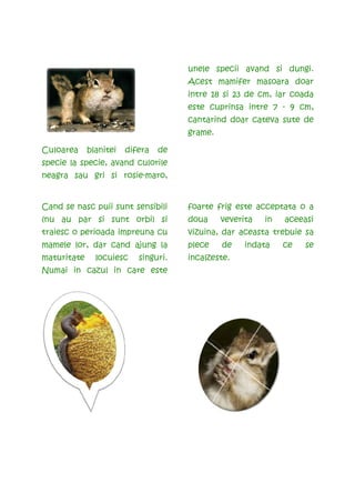 unele specii avand si dungi.
                                      Acest mamifer masoara doar
                                      intre 18 si 23 de cm, iar coada
                                      este cuprinsa intre 7 - 9 cm,
                                      cantarind doar cateva sute de
                                      grame.

Culoarea     blanitei   difera   de
specie la specie, avand culorile
neagra sau gri si rosie-maro,


Cand se nasc puii sunt sensibili      foarte frig este acceptata o a
(nu au par si sunt orbi) si           doua     veverita   in   aceeasi
traiesc o perioada impreuna cu        vizuina, dar aceasta trebuie sa
mamele lor, dar cand ajung la         plece    de    indata    ce   se
maturitate     locuiesc    singuri.   incalzeste.
Numai in cazul in care este
 