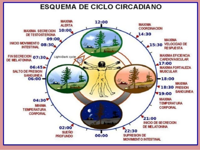 Cronobiología