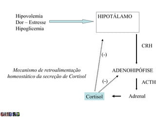 Hipovolemia                              HIPOTÁLAMO
   Dor – Estresse
   Hipoglicemia


                                                              CRH
                                              (-)


  Mecanismo de retroalimentação                     ADENOHIPÓFISE
homeostático da secreção de Cortisol
                                              (-)             ACTH

                                       Cortisol          Adrenal
 