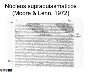 Núcleos supraquiasmáticos
  (Moore & Lenn, 1972)
 