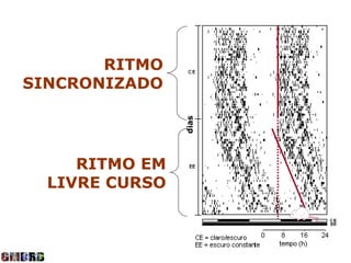 RITMO
SINCRONIZADO




                dias
     RITMO EM
  LIVRE CURSO
 