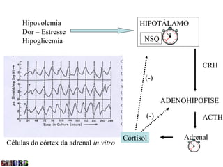 Hipovolemia                             HIPOTÁLAMO
     Dor – Estresse
     Hipoglicemia                              NSQ


                                                               CRH
                                               (-)


                                                     ADENOHIPÓFISE

                                               (-)             ACTH

                                        Cortisol          Adrenal
Células do córtex da adrenal in vitro
 