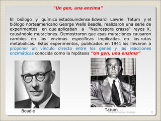 El biólogo y químico estadounidense Edward Lawrie Tatum y el
biólogo norteamericano George Wells Beadle, realizaron una serie de
experimentos en que aplicaban a "Neurospora crassa“ rayos X,
causándole mutaciones. Demostraron que esas mutaciones causaron
cambios en las enzimas específicas implicadas en las rutas
metabólicas. Estos experimentos, publicados en 1941 los llevaron a
proponer un vínculo directo entre los genes y las reacciones
enzimáticas conocida como la hipótesis “Un gen, una enzima”
Beadle Tatum
“Un gen, una enzima”
11Ricardo Molina- Biología
 