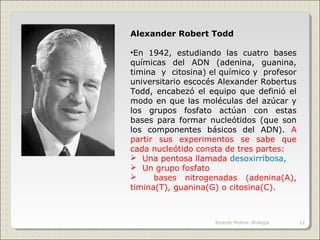 Alexander Robert Todd
•En 1942, estudiando las cuatro bases
químicas del ADN (adenina, guanina,
timina y citosina) el químico y profesor
universitario escocés Alexander Robertus
Todd, encabezó el equipo que definió el
modo en que las moléculas del azúcar y
los grupos fosfato actúan con estas
bases para formar nucleótidos (que son
los componentes básicos del ADN). A
partir sus experimentos se sabe que
cada nucleótido consta de tres partes:
 Una pentosa llamada desoxirribosa,
 Un grupo fosfato
 bases nitrogenadas (adenina(A),
timina(T), guanina(G) o citosina(C).
12Ricardo Molina- Biología
 