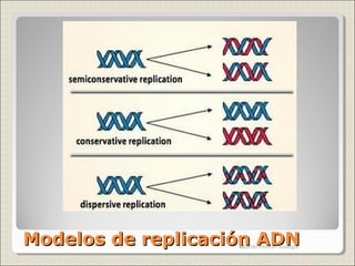 Modelos de replicación ADNModelos de replicación ADN16Ricardo Molina- Biología
 