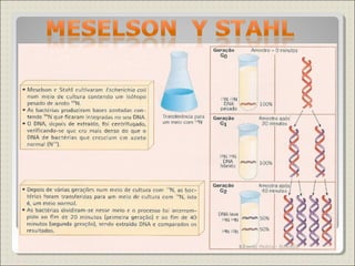 Meselson y StahlMeselson y Stahl
17Ricardo Molina- Biología
 