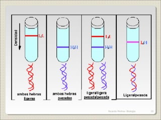 19Ricardo Molina- Biología
 