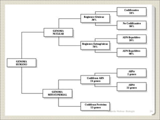 24Ricardo Molina- Biología
 