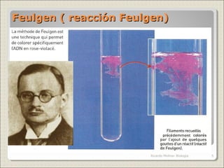 Feulgen ( reacción Feulgen)Feulgen ( reacción Feulgen)
5Ricardo Molina- Biología
 