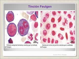 Tinción Feulgen
6Ricardo Molina- Biología
 