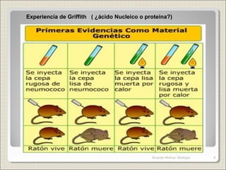 Experiencia de Griffith ( ¿ácido Nucleico o proteína?)
9Ricardo Molina- Biología
 