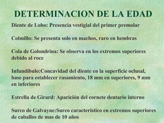 DETERMINACION DE LA EDAD Diente de Lobo: Presencia vestigial del primer premolar Colmillo: Se presenta solo en machos, raro en hembras Cola de Golondrina: Se observa en los extremos superiores debido al roce Infundíbulo:Concavidad del diente en la superficie oclusal,  base para establecer rasamiento, 18 mm en superiores, 9 mm en inferiores Estrella de Girard: Aparición del cornete dentario interno Surco de Galvayne:Surco característico en extremos superiores de caballos de mas de 10 años  