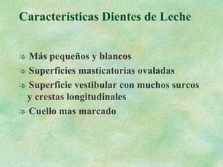 Características Dientes de Leche Más pequeños y blancos Superficies masticatorias ovaladas Superficie vestibular con muchos surcos y crestas longitudinales Cuello mas marcado 