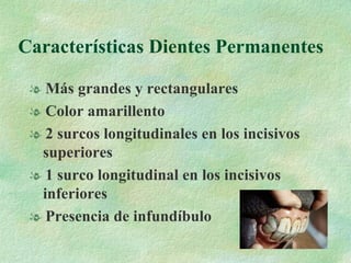Características Dientes Permanentes Más grandes y rectangulares Color amarillento 2 surcos longitudinales en los incisivos superiores 1 surco longitudinal en los incisivos inferiores Presencia de infundíbulo 