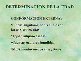 DETERMINACION DE LA EDAD CONFORMACION EXTERNA: Líneas angulosas, sobrehuesos en tarso y sobrecañas Tejido adiposo escaso Cuencas oculares hundidas Movimientos menos energéticos 