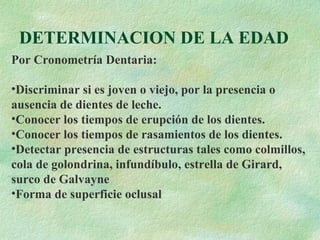 DETERMINACION DE LA EDAD Por Cronometría Dentaria: Discriminar si es joven o viejo, por la presencia o  ausencia de dientes de leche. Conocer los tiempos de erupción de los dientes. Conocer los tiempos de rasamientos de los dientes. Detectar presencia de estructuras tales como colmillos,  cola de golondrina, infundíbulo, estrella de Girard, surco de Galvayne Forma de superficie oclusal 
