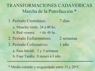 TRANSFORMACIONES CADAVERICAS
Marcha de la Putrefacción *
1. Período Cromático: 7 días
a. Mancha verde: 24 a 48 hs.
b. Red venosa: + de 48 hs.
2. Período Enfisematoso: 2 semanas
3. Período Colicuativo: 1 año
a. Fase Inicial: 2 y 3 semanas
b. Fase Tardía: 8 meses a 1 año
* Medio cerrado y resguardado entre 15 y 20°C
 
