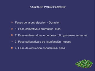 FASES DE PUTREFACCION




➲   Fases de la putrefacción - Duración

➲   1. Fase colorativa o cromática- días

➲   2. Fase enfisematosa o de desarrollo gaseoso- semanas

➲   3. Fase colicuativa o de licuefacción- meses

➲   4. Fase de reducción esquelética- años
 
