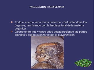 REDUCCION CADAVERICA




➲   Todo el cuerpo toma forma uniforme, confundiéndose los
    órganos, terminando con la limpieza total de la materia
    orgánica.
➲   Ocurre entre tres y cinco años desapareciendo las partes
    blandas y puede avanzar hasta la pulverización.
 