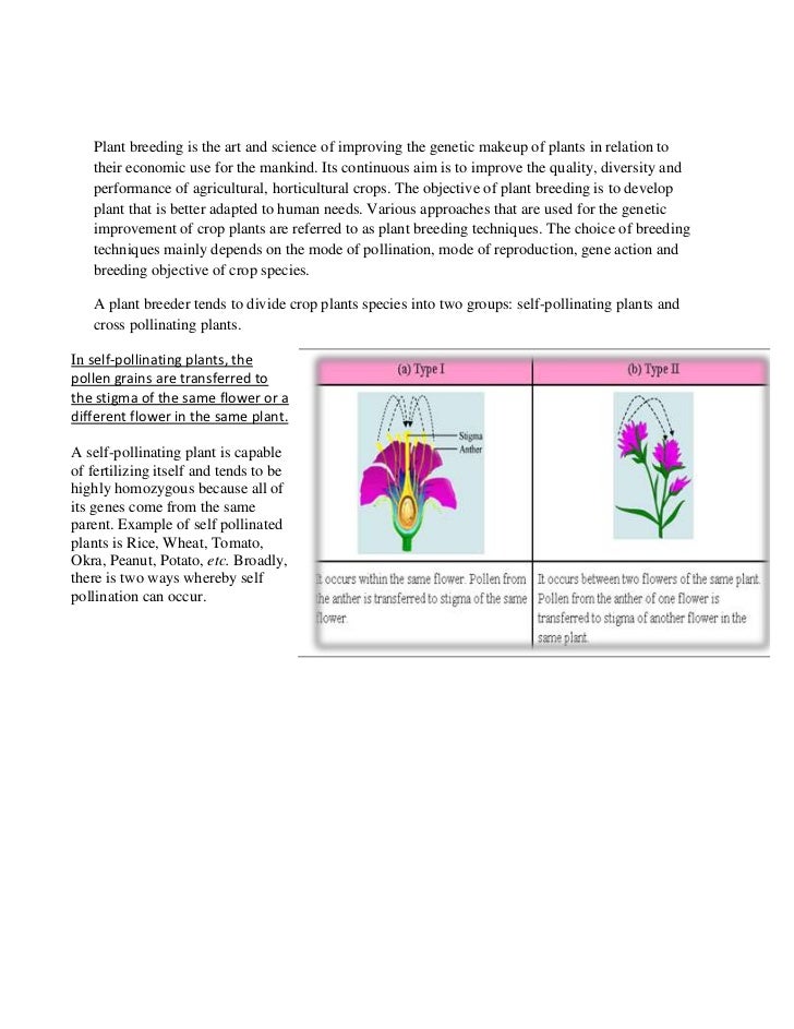plant breeding techniques used in selfpollinated plants v/s those us…