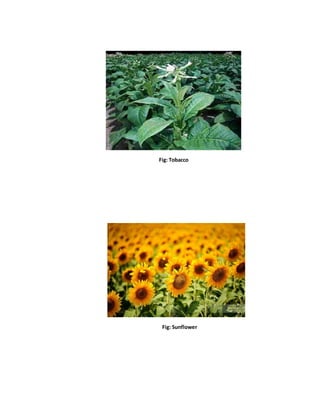 Fig: Tobacco
Fig: Sunflower
 