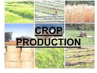 Net Crop Production Crop production | PPTX