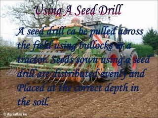 A seed drill ca be pulled across
the field using bullocks or a
tractor. Seeds sown using a seed
drill are distributed evenly and
Placed at the correct depth in
the soil.
 