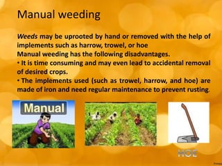 Manual weeding
Weeds may be uprooted by hand or removed with the help of
implements such as harrow, trowel, or hoe
Manual weeding has the following disadvantages.
• It is time consuming and may even lead to accidental removal
of desired crops.
• The implements used (such as trowel, harrow, and hoe) are
made of iron and need regular maintenance to prevent rusting.
 