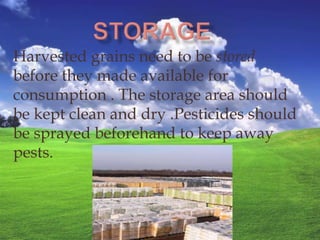 Harvested grains need to be stored
before they made available for
consumption . The storage area should
be kept clean and dry .Pesticides should
be sprayed beforehand to keep away
pests.
 