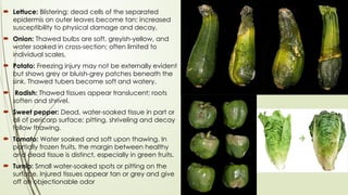 Crop-Specific Impacts of Stress on Vegetable Production.pptx