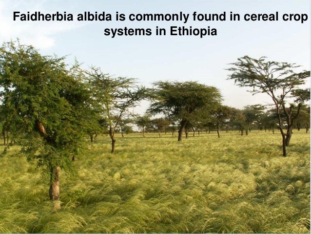 Natural Resources Found In Ethiopia Natural Resources Found In Ethiopia