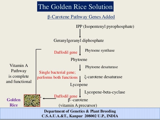 Crop bio fortification process flow diagram of vitamin c 