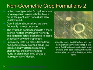 Non-Geometric Crop Formations 2 In the more "geometric" crop formations more expulsion cavities (holes blown out at the plant stem nodes) are also usually found. Germination abnormalities are also frequently more pronounced.  The evidence seems to indicate a more intense heating (microwave?) energy and flattening force discharged in these chaotically-downed crop areas. Laboratory tests on plants taken from  non-geometrically downed areas like these, in many different countries,  often reveal the same changes  found in plants from crop circles of more geometric" design.   http://www.bltresearch.com/otherfacts.html#nongeom   Alton Barnes in the U.K - Geometric and non-geometrically-downed crop in the same field.Patches of randomly-downed crop are often seen in conjunction with, or overlying, recognizable designs in the fields. 