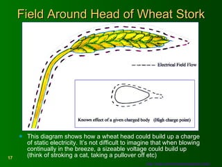 Field Around Head of Wheat Stork This diagram shows how a wheat head could build up a charge of static electricity. It’s not difficult to imagine that when blowing continually in the breeze, a sizeable voltage could build up (think of stroking a cat, taking a pullover off etc) http://www.phenomenonresearch.com/   