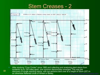 Stem Creases - 2 After studying "Crop Circles" since 1985 and collecting and analysing plant stems from incidents up to 150 miles apart, one common denominator emerged. This was the discovery of single standing stems, with top sections bent over at a height of 55cm (22") in an otherwise flattened circle of Wheat or Barley.  http://www.phenomenonresearch.com/   