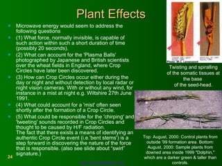 Plant Effects Microwave energy would seem to address the following questions (1) What force, normally invisible, is capable of such action within such a short duration of time (possibly 20 seconds). (2) What can account for the 'Plasma Balls' photographed by Japanese and British scientists over the wheat fields in England, where Crop Circles have later been discovered. (3) How can Crop Circles occur either during the day or night and without detection by local radar or night vision cameras. With or without any wind, for instance in a mist at night e.g. Wiltshire 27th June 1991. (4) What could account for a 'mist' often seen shortly after the formation of a Crop Circle. (5) What could be responsible for the 'chirping' and 'tweeting' sounds recorded in Crop Circles and thought to be caused by H/F radiation. The fact that there exists a means of identifying an authentic Crop Circle event (i.e.'bent stems') is a step forward in discovering the nature of the force that is responsible. (also see slide about “swirl” signature.) Twisting and spiralling of the somatic tissues at the base  of the seed-head. Top: August, 2000: Control plants from outside '99 formation area. Bottom: August, 2000: Sample plants from downed area inside 1999 "Dolphin," which are a darker green & taller than controls. http://www.bltresearch.com/ 
