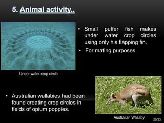 • For mating purposes.
• Small puffer fish makes
under water crop circles
using only his flapping fin.
• Australian wallabies had been
found creating crop circles in
fields of opium poppies.
Under water crop circle
Australian Wallaby 20/23
 