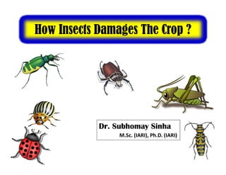 How Insects Damages The Crop ?
Dr. Subhomay Sinha
M.Sc. (IARI), Ph.D. (IARI)
 