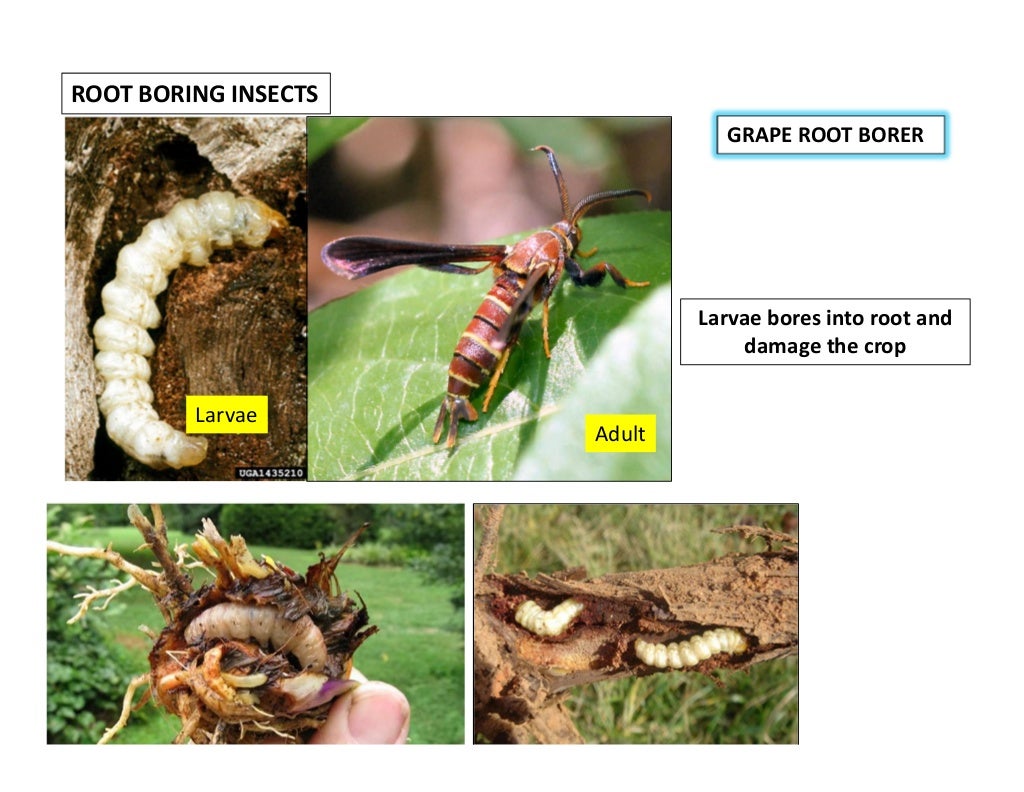 Crop damage by insects