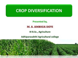 CROP DIVERSIFICATION
Presented by,
M. A. AMBIGA DEVI
III B.Sc., Agriculture
Adhiparasakthi Agricultural college
 