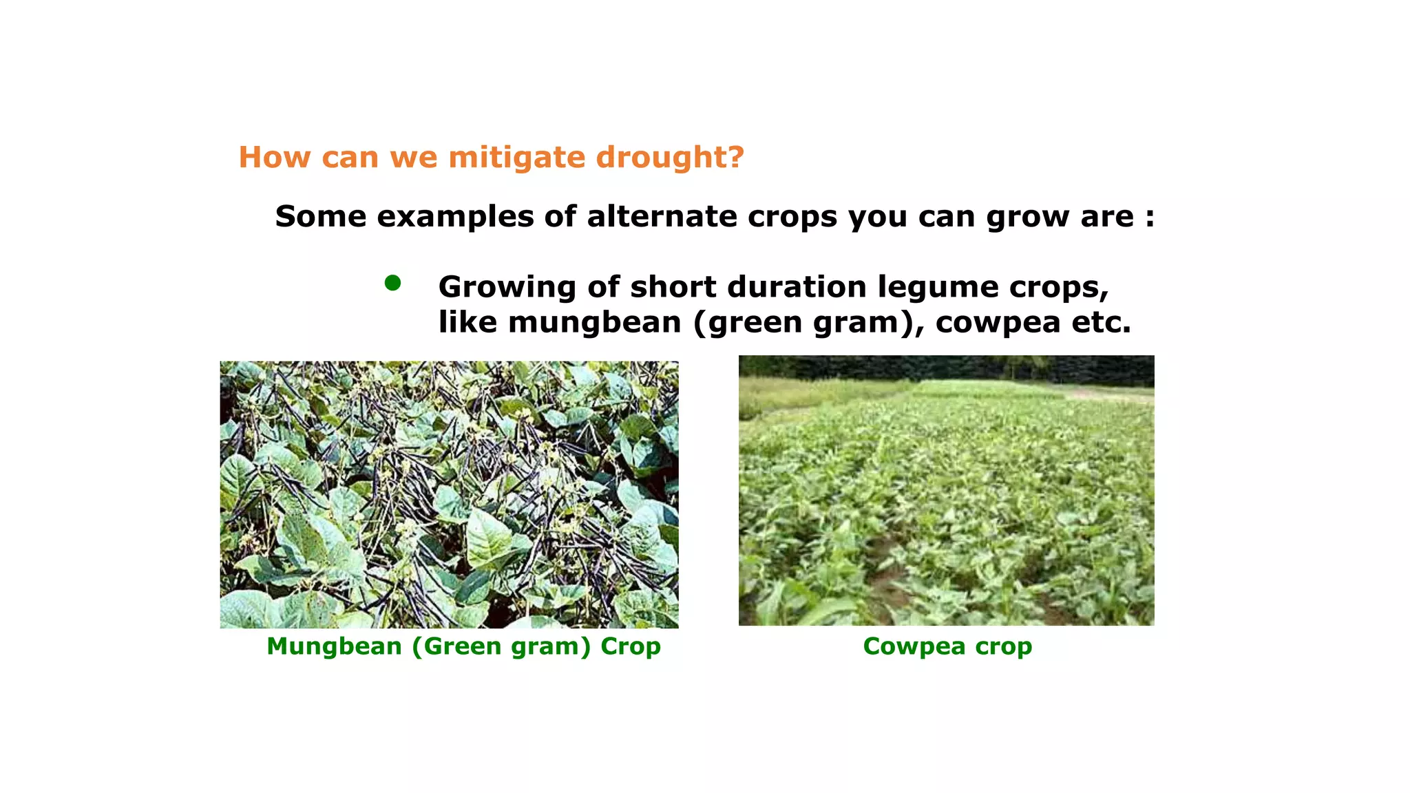 Some examples of alternate crops you can grow are :
• Growing of short duration legume crops,
like mungbean (green gram), cowpea etc.
How can we mitigate drought?
Mungbean (Green gram) Crop Cowpea crop
 