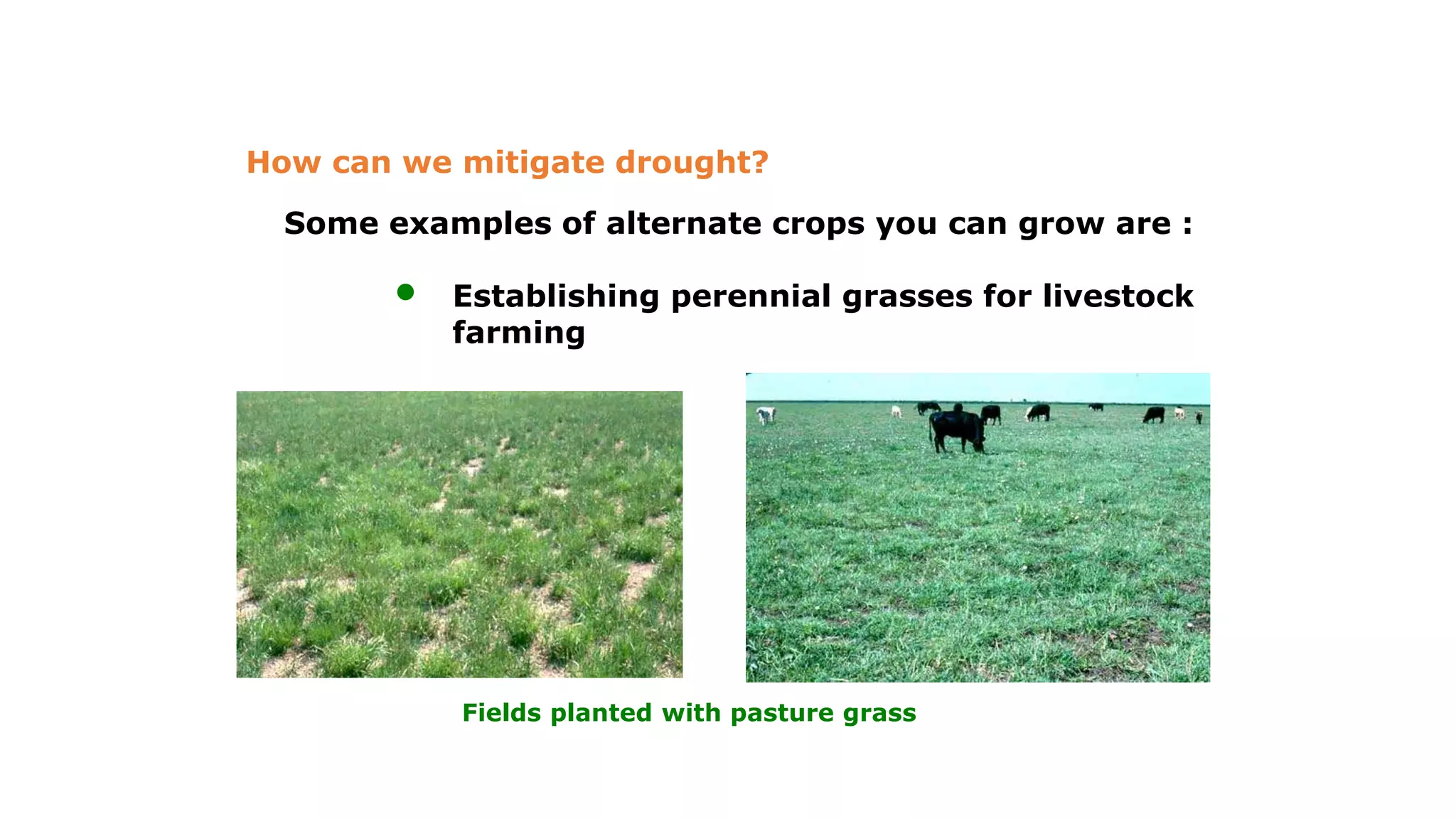 Some examples of alternate crops you can grow are :
• Establishing perennial grasses for livestock
farming
How can we mitigate drought?
Fields planted with pasture grass
 