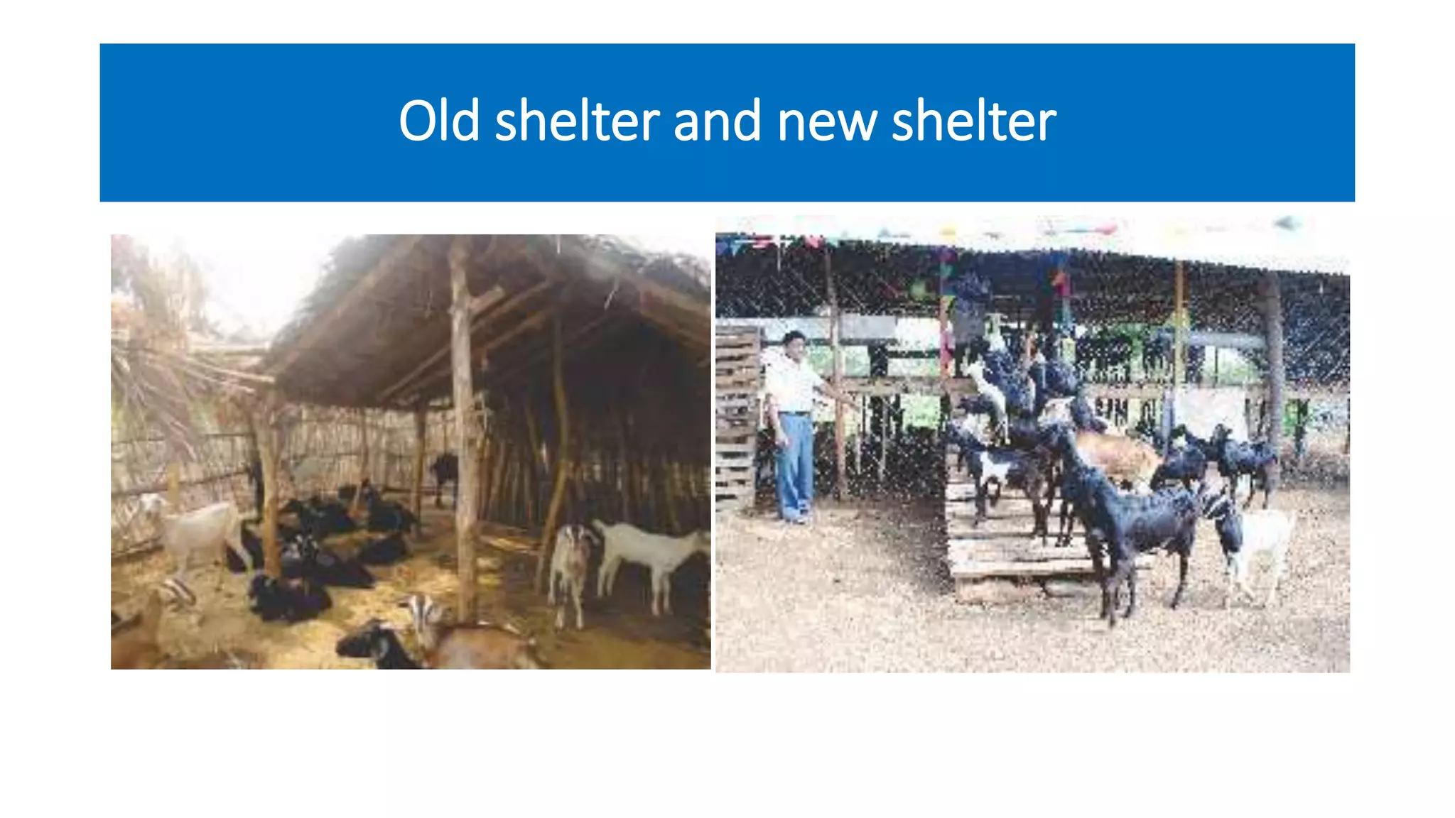 Old shelter and new shelter
 