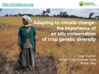 http://croptrust.org Adapting to climate change:the importance ofex situ conservationof crop genetic diversity Luigi Guarino Global Crop Diversity Trust Rome, Italy 