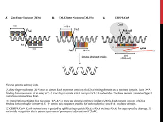 Various genome-editing tools.
(A)Zinc-finger nucleases (ZFNs) act as dimer. Each monomer consists of a DNA binding domain and a nuclease domain. Each DNA
binding domain consists of an array of 3–6 zinc finger repeats which recognizes 9–18 nucleotides. Nuclease domain consists of type II
restriction endonuclease Fok1.
(B)Transcription activator-like nucleases (TALENs): these are dimeric enzymes similar to ZFNs. Each subunit consists of DNA
binding domain (highly conserved 33–34 amino acid sequence specific for each nucleotide) and Fok1 nuclease domain.
(C)CRISPR/Cas9: Cas9 endonuclease is guided by sgRNA (single guide RNA: crRNA and tracrRNA) for target specific cleavage. 20
nucleotide recognition site is present upstream of protospacer adjacent motif (PAM).
 