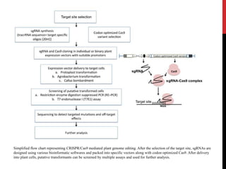 Simplified flow chart representing CRISPR/Cas9 mediated plant genome editing. After the selection of the target site, sgRNAs are
designed using various bioinformatic softwares and packed into specific vectors along with codon optimized Cas9. After delivery
into plant cells, putative transformants can be screened by multiple assays and used for further analysis.
 
