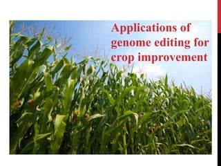 Applications of
genome editing for
crop improvement
 