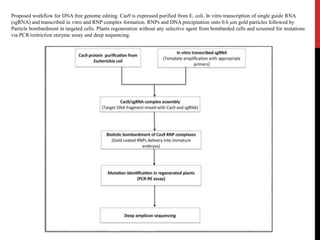 Proposed workflow for DNA free genome editing. Cas9 is expressed purified from E. coli. In vitro transcription of single guide RNA
(sgRNA) and transcribed in vitro and RNP complex formation. RNPs and DNA precipitation onto 0.6 µm gold particles followed by
Particle bombardment in targeted cells. Plants regeneration without any selective agent from bombarded cells and screened for mutations
via PCR/restriction enzyme assay and deep sequencing.
 