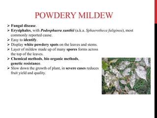 POWDERY MILDEW
 Fungal disease.
 Erysiphales, with Podosphaera xanthii (a.k.a. Sphaerotheca fuliginea), most
commonly reported cause.
 Easy to identify.
 Display white powdery spots on the leaves and stems.
 Layer of mildew made up of many spores forms across
the top of the leaves.
 Chemical methods, bio organic methods,
genetic resistance.
 Slow down the growth of plant, in severe cases reduces
fruit yield and quality.
 